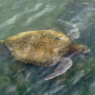 Galapagos - Floreana - Green sea turtle